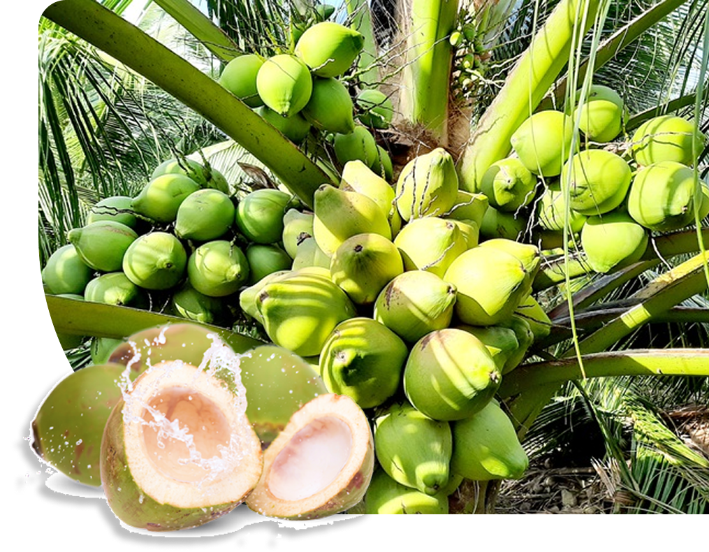 trái và cây dừa 2