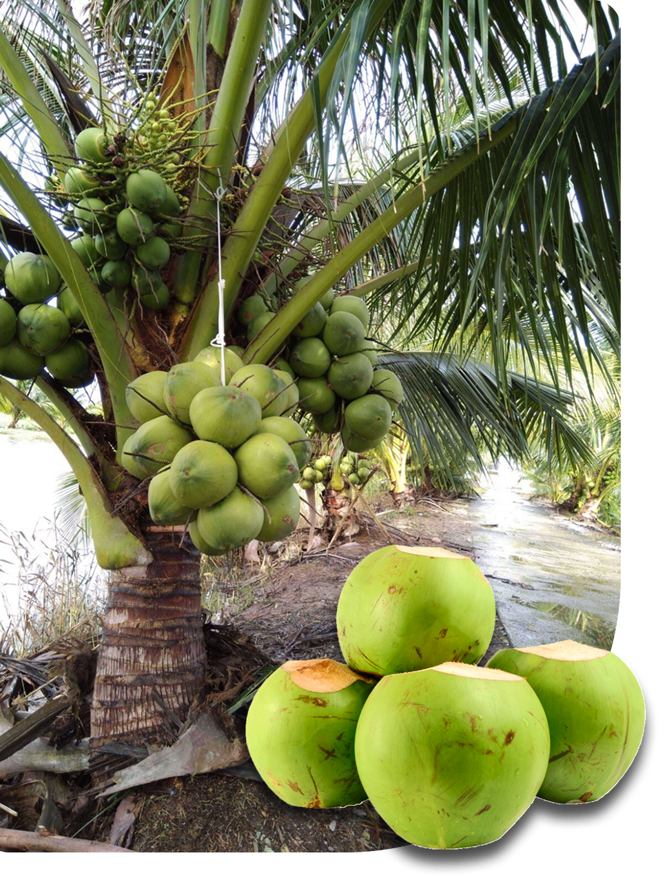 cây và trái dừa 1