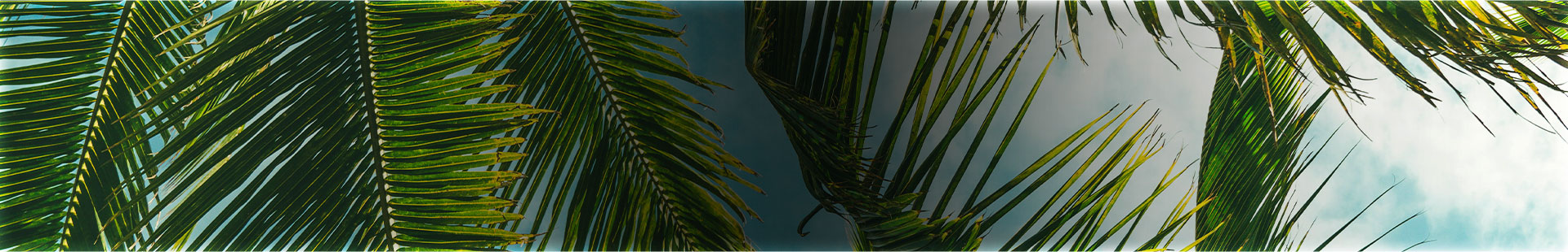 Background_banner_01